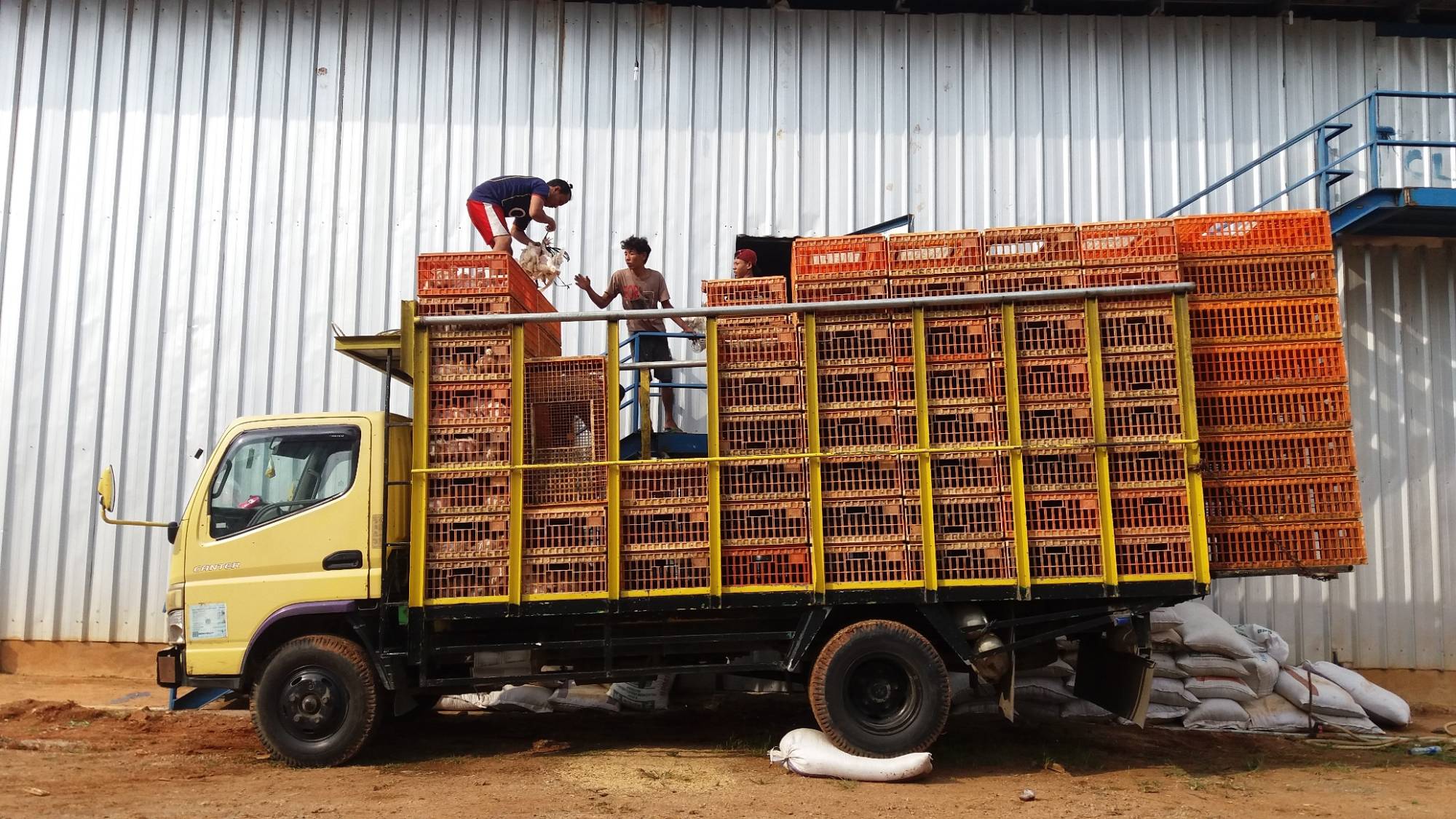 Proses Panen Tepat Waktu